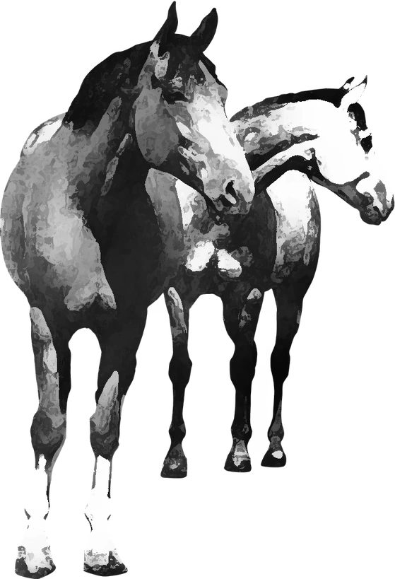 Centre équestre Ranch du Fer à Cheval, Sixt-Fer-à-Cheval — deux chevaux